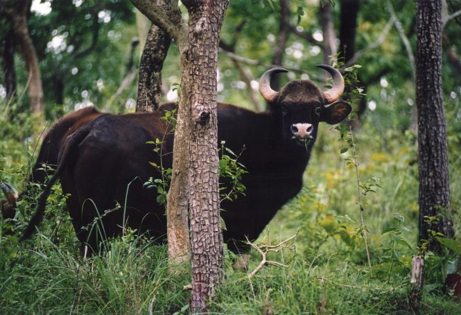 Wayanad Tourist Places Wayanad Tourist Places