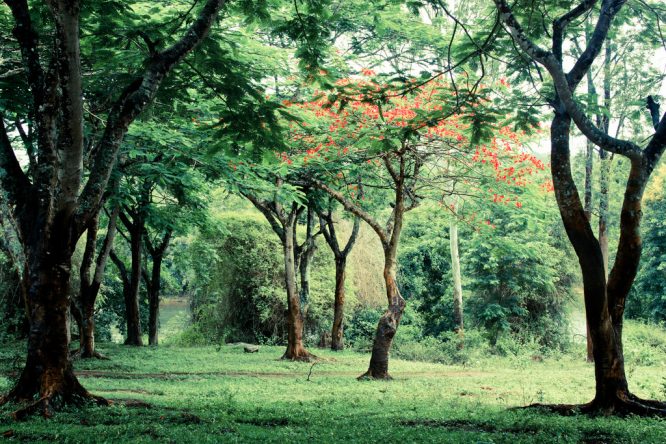 Coorg-Top 10 Hill Stations near Bangalore Coorg-Top 10 Hill Stations near Bangalore