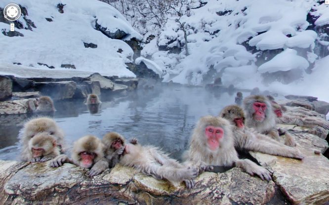 Jigokudani Monkey Park-things to do in Japan Jigokudani Monkey Park-things to do in Japan