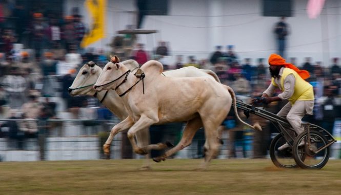 Rural Olympics-unique festivals of India Rural Olympics-unique festivals of India