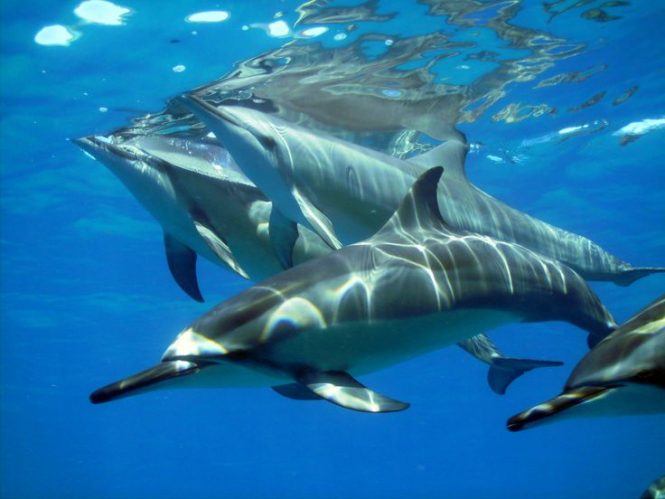 Dolphin Spotting-Mauritius Adventures Dolphin Spotting-Mauritius Adventures