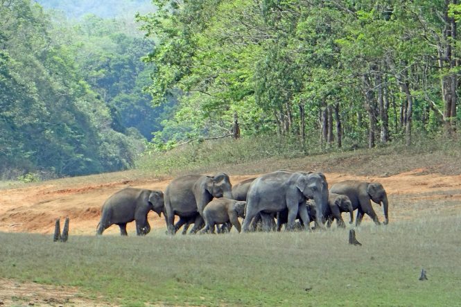 Neyyar Dam & Wildlife Sanctuary-Places to visit in Trivandrum Neyyar Dam & Wildlife Sanctuary-Places to visit in Trivandrum