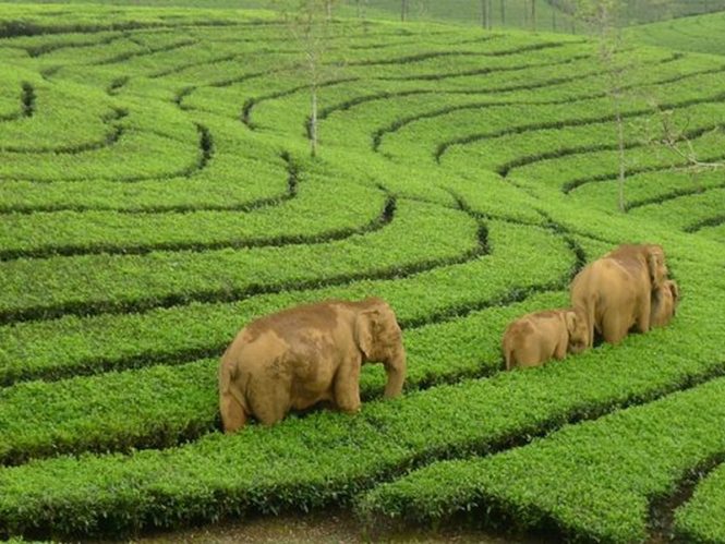 Munnar-Top 10 Hill Stations near Bangalore Munnar-Top 10 Hill Stations near Bangalore