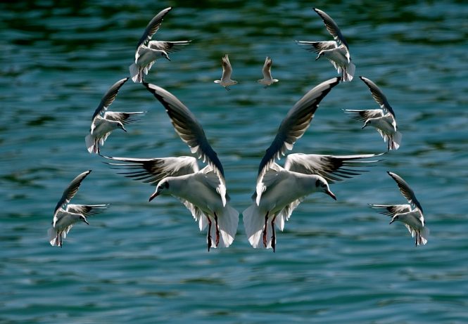 Bird Island - Seychelles Island 