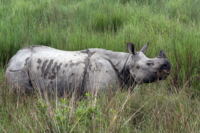 Kaziranga National Park Kaziranga National Park