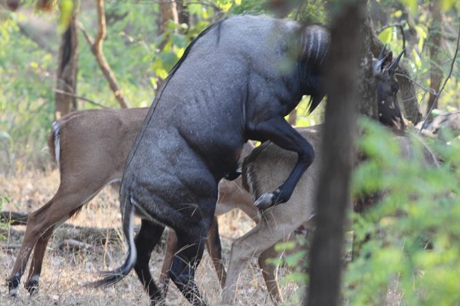 Bandhavgarh National Park Bandhavgarh National Park