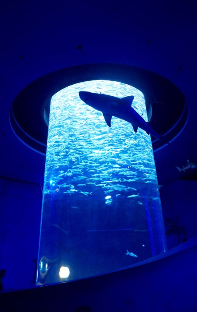 The Ocean Park Hong Kong The Ocean Park Hong Kong