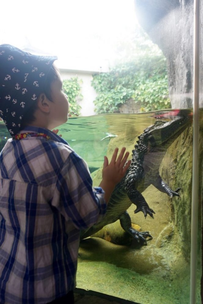 The Ocean Park Hong Kong The Ocean Park Hong Kong