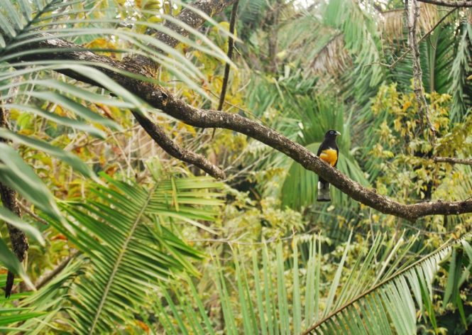 Kilbury Bird Sanctuary-places to visit in nainital Kilbury Bird Sanctuary-places to visit in nainital