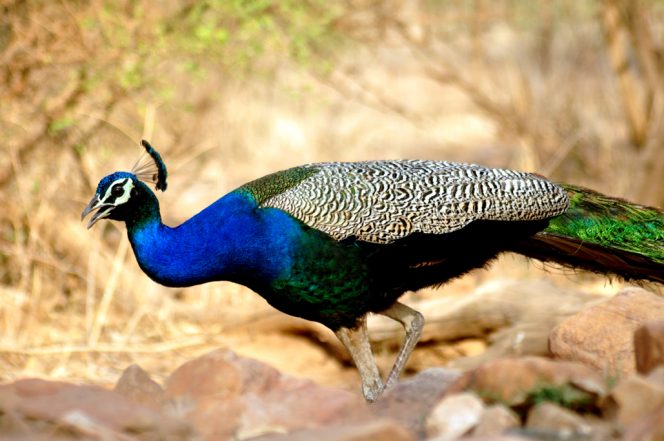 Sariska National Park in Rajasthan