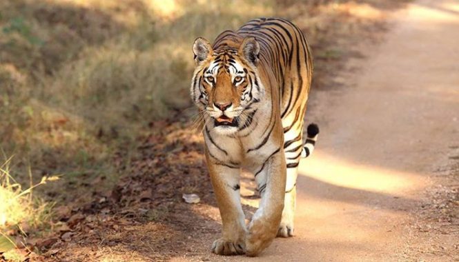 Pench National Park Pench National Park