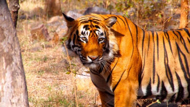Ranthambore National Park Ranthambore National Park