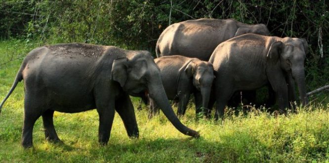 Bandipur National Park Bandipur National Park