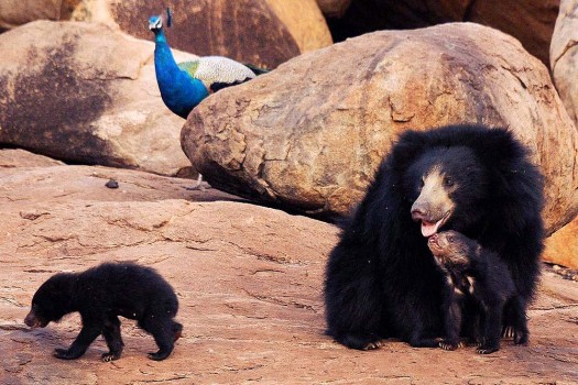 Daroji Bear Sanctuary-places to visit in Hampi Daroji Bear Sanctuary-places to visit in Hampi