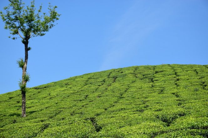 Munnar - Places to visit in Kerala Munnar - Places to visit in Kerala