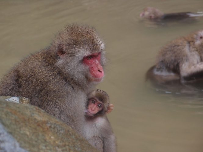 Jigokudani Monkey Park-places to visit in Japan Jigokudani Monkey Park-places to visit in Japan
