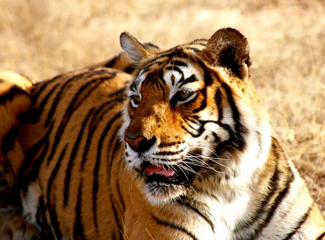Zoo-places to visit in nainital Zoo-places to visit in nainital