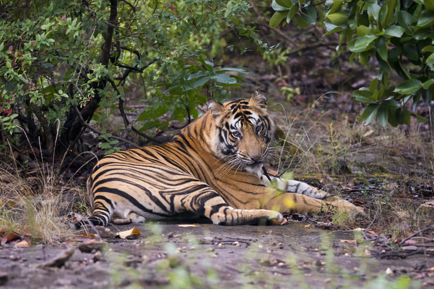 Bandhavgarh- Madhya Pradesh’s wildlife Bandhavgarh- Madhya Pradesh’s wildlife
