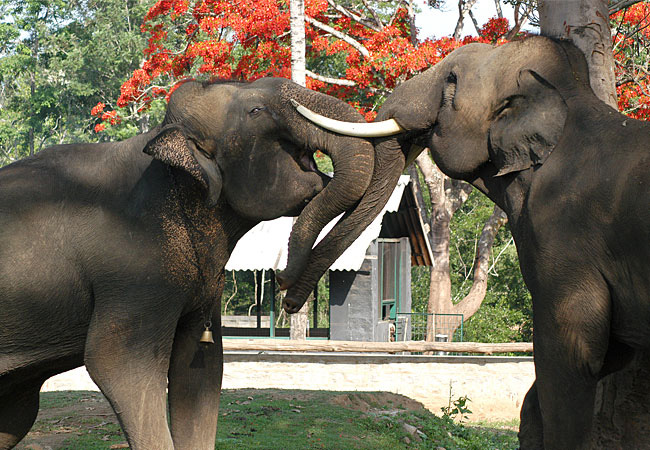 Dubare elephant camp- Coorg hill station Dubare elephant camp- Coorg hill station