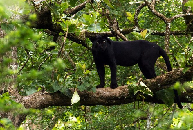 Nagarhole national park- Coorg hill station Nagarhole national park- Coorg hill station