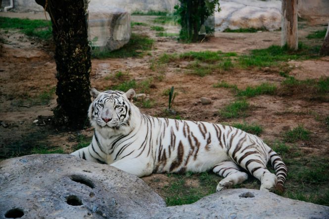 The Emirates Park Zoo - Places to see in Abu Dhabi The Emirates Park Zoo - Places to see in Abu Dhabi