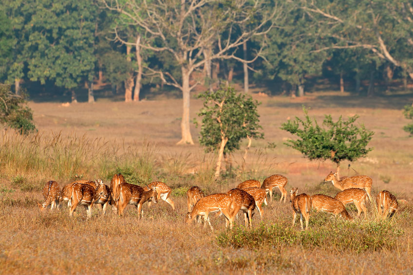 Pench- Madhya Pradesh’s wildlife Pench- Madhya Pradesh’s wildlife