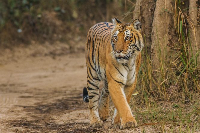 Corbett National Park - National parks in India