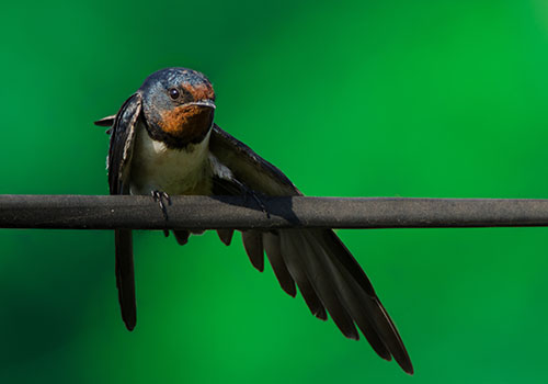 Bird Watching
