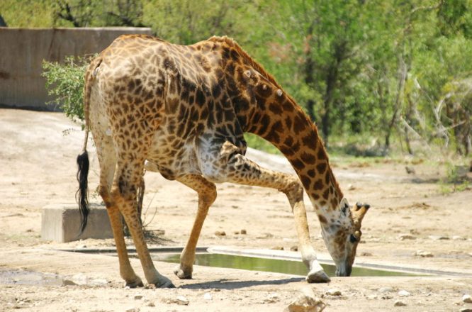 Wildlife Safaris in South Africa Wildlife Safaris in South Africa