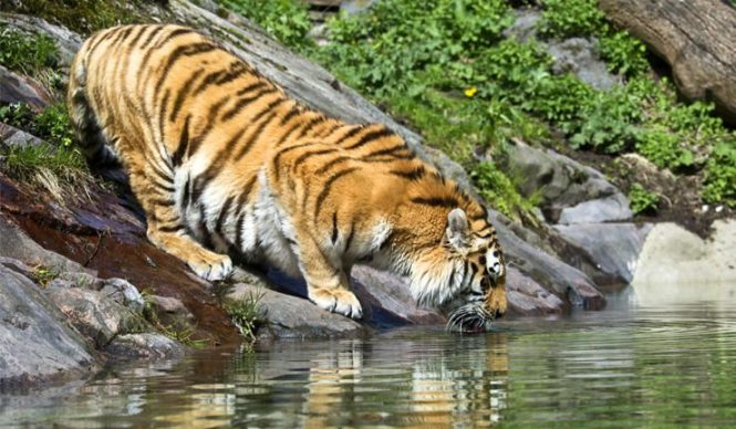 Helsinki Zoo - Things to do in Finland Helsinki Zoo - Things to do in Finland