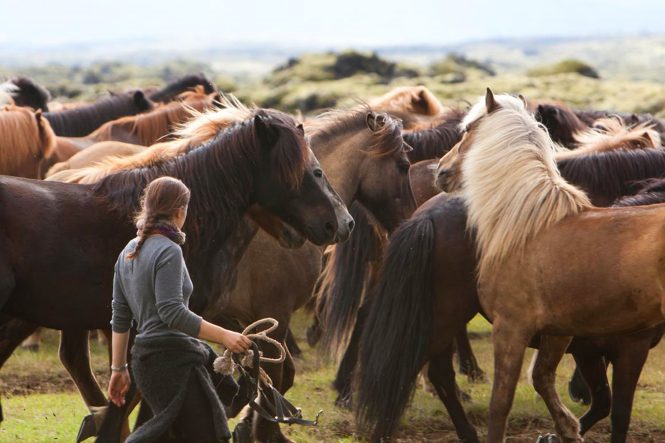 Icelandic horse- things to do in Iceland Icelandic horse- things to do in Iceland