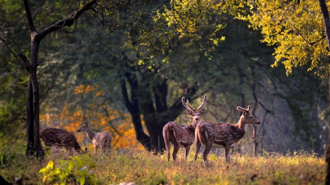 Kanha National Park - national parks in india
