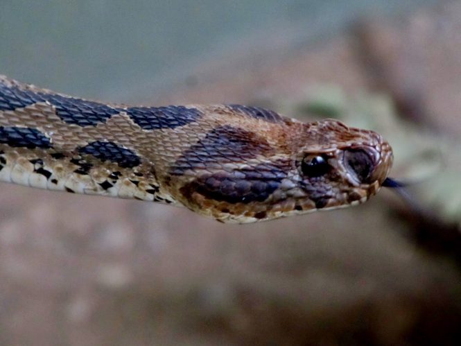 Katraj Snake Park-places to visit in Pune Katraj Snake Park-places to visit in Pune