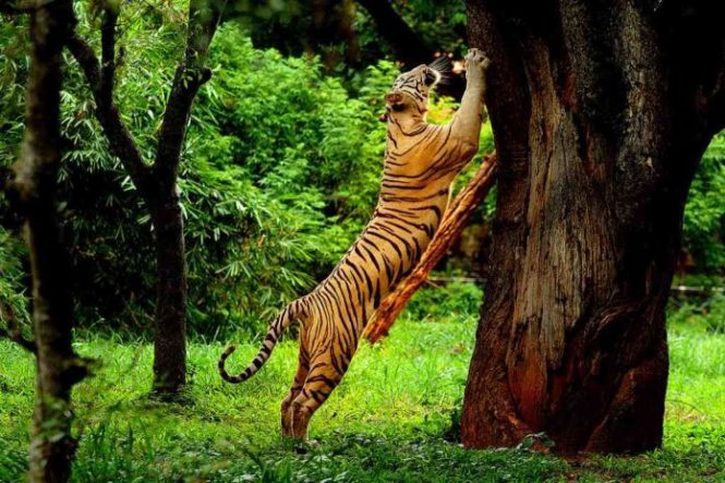 Wayanad Wildlife Sanctuary - National parks in India