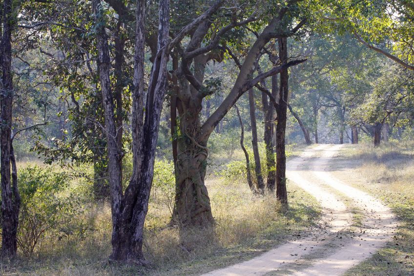 Madhya Pradesh’s wildlife Madhya Pradesh’s wildlife