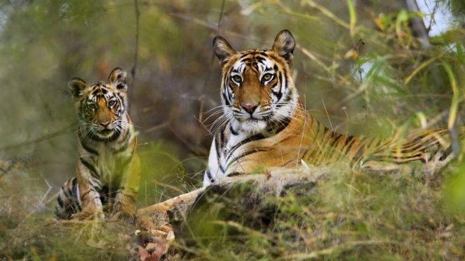Periyar National Park - National parks in India