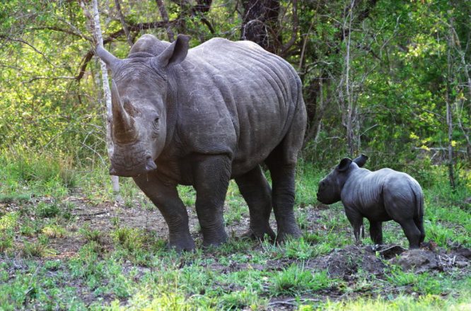 Kruger National Park - Wildlife Safaris in South Africa Kruger National Park - Wildlife Safaris in South Africa