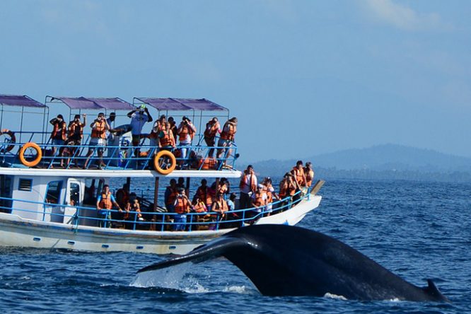 Whale Watching - Srilankan adventures Whale Watching - Srilankan adventures