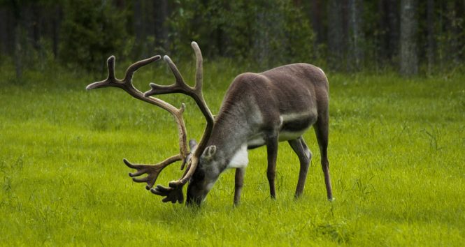 Ranua Zoo - things to do in Finland Ranua Zoo - things to do in Finland