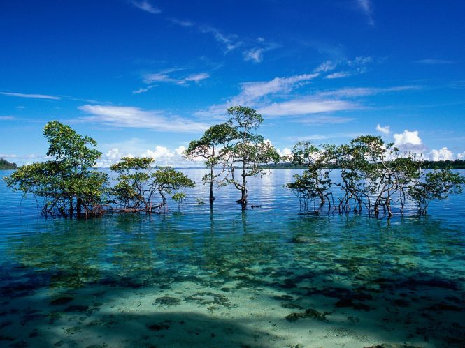 Andaman and Nicobar Islands- Beach Destinations in India for Honeymoon Andaman and Nicobar Islands- Beach Destinations in India for Honeymoon