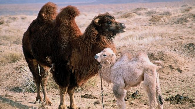 Hollywood Travel Movies- The Story of the Weeping Camel Hollywood Travel Movies- The Story of the Weeping Camel