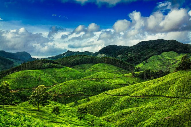 Munnar- Best Budget Destinations in India for Honeymoon Munnar- Best Budget Destinations in India for Honeymoon