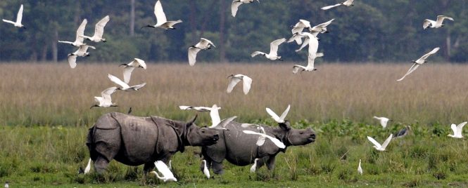 Kaziranga National Park - National Parks in India