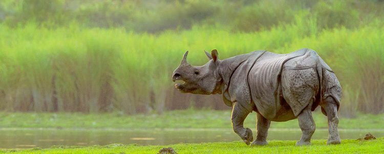 Kaziranga National Park- Places to visit in North East Kaziranga National Park- Places to visit in North East