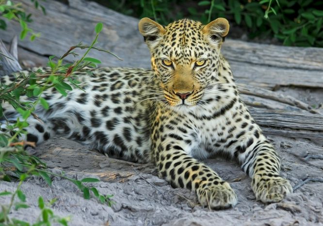 Dachigam National Park