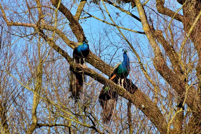 Pench National Park - national parks in India