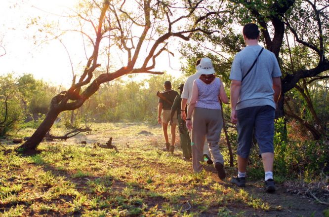 Walking Safaris Plains