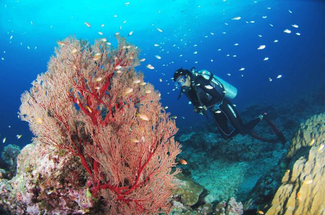 Snorkeling- Andaman adventures Snorkeling- Andaman adventures