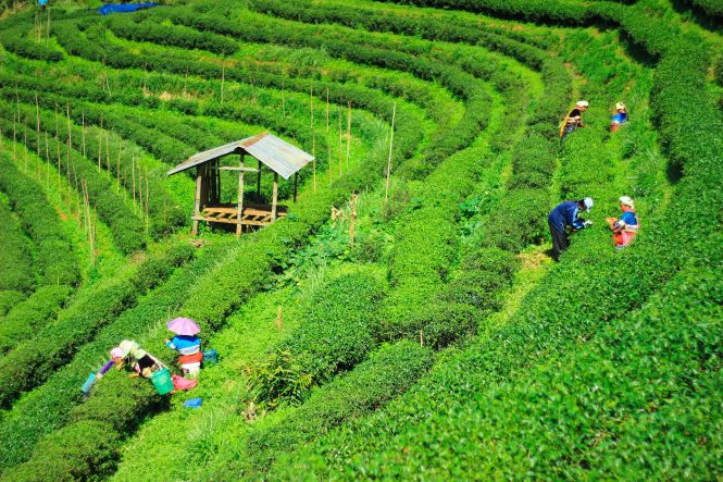 Assam Tea Gardens- Places to visit in North East Assam Tea Gardens- Places to visit in North East