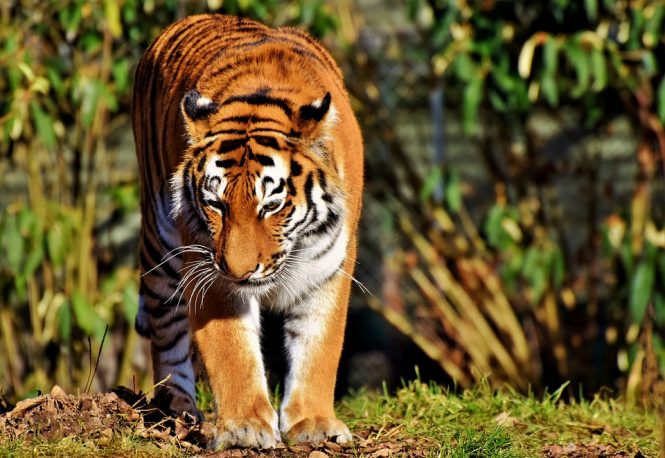 Manas National Park- Places to visit in North East Manas National Park- Places to visit in North East